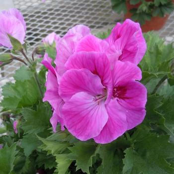 Pelargonium x domesticum (Regal Geranium) - Elegance&trade; 'Lilac Sachet'