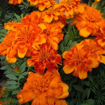 Tagetes patula (French Marigold) - Bonanza 'Bolero Improved'