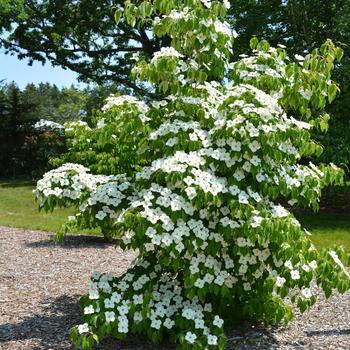 Cornus kousa - 'Milky Way' Dogwood