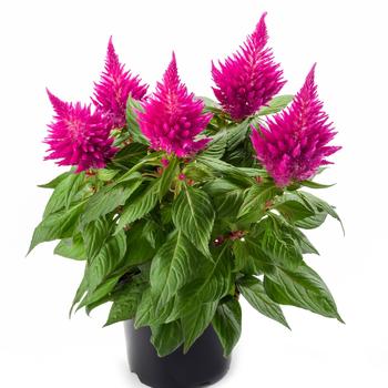 Celosia spicata (Cockscomb) - Kelos® Fire Pink