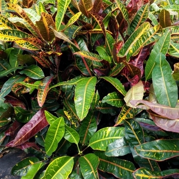 Codiaeum variegatum - 'Congo' Croton Codiaeum variegatum - 'Congo' Croton