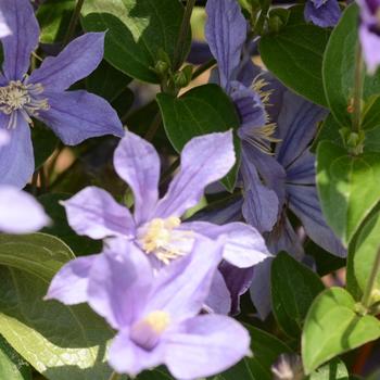 Clematis - 'Arabella'
