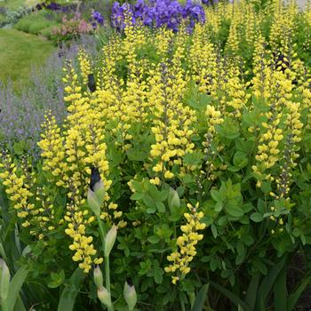 Baptisia (False Indigo) - Decadence&reg; 'Lemon Meringue'