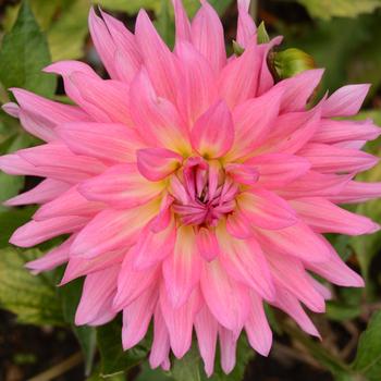 Dahlia - MegaBloom XXL 'Pink Lemonade'