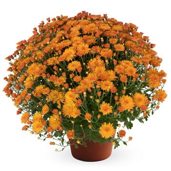 Chrysanthemum x morifolium (Garden Mum) - Pamela™ Orange Chrysanthemum x morifolium (Garden Mum) - Pamela™ Orange