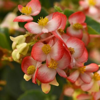 Begonia - Hula&trade; Red White Bicolor