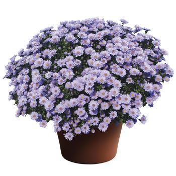 Aster novi-belgii - ''Days™ Blue''