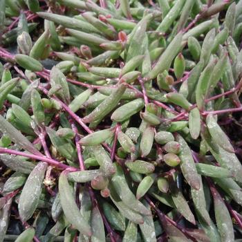 Senecio peregrinus - String of Dolphins