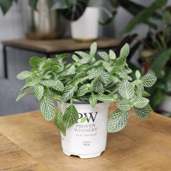 Fittonia albivenis - Network News™ Fittonia Fittonia albivenis - Network News™ Fittonia