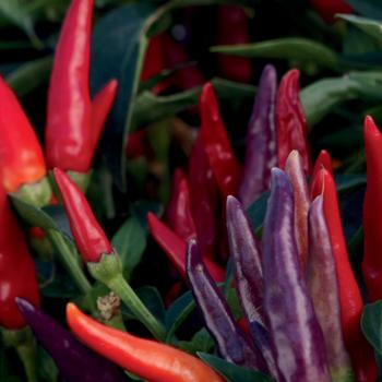 Capsicum annuum - 'Sangria' Ornamental Pepper Capsicum annuum - 'Sangria' Ornamental Pepper