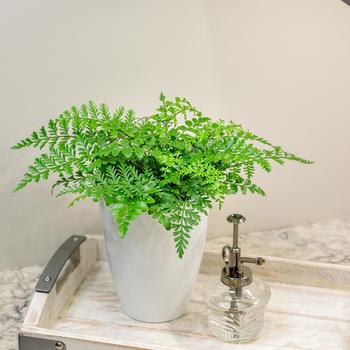 Asplenium parvati - Mother Fern Asplenium parvati - Mother Fern