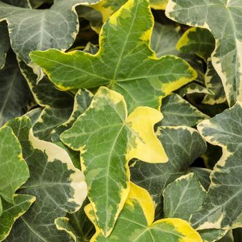 Hedera helix - 'Goldchild' English Ivy