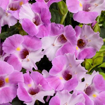 Torenia (Wishbone Plant) - Catalina&reg; Pink