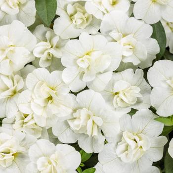 Calibrachoa - Superbells® Double White Calibrachoa - Superbells® Double White