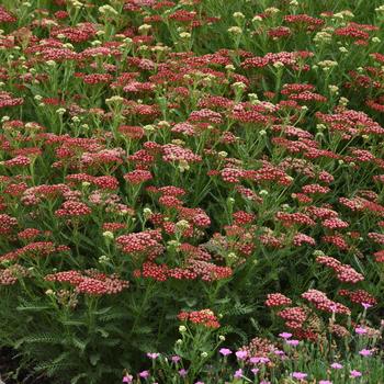 Achillea millefolium (Yarrow) - New Vintage&trade; Red
