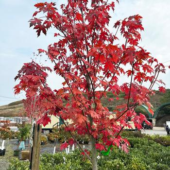 Acer x freemanii - Autumn Blaze® Freeman Maple Acer x freemanii - Autumn Blaze® Freeman Maple