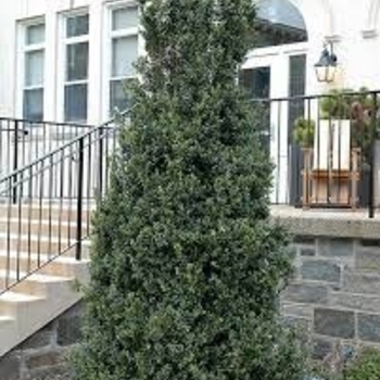 Buxus sempervirens - 'Dee Runk' Boxwood