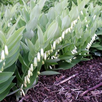 Polygonatum - 'Prince Charming' Dwarf Solomon's Seal
