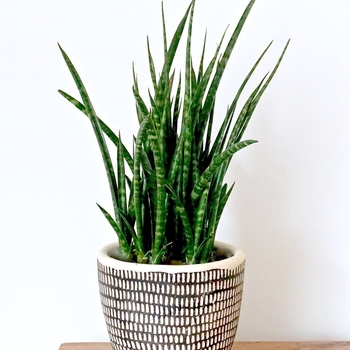 Sansevieria - 'Fernwood Mikado' Snake plant
