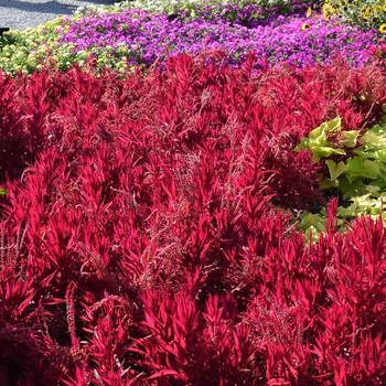 Celosia argentea pulmosa - 'Dragon's Breath' Cockscomb Celosia argentea pulmosa - 'Dragon's Breath' Cockscomb