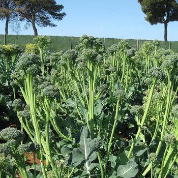 Brassica oleracea Italica - 'Artwork F1' Sweet stem broccoli