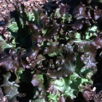 Lactuca sativa - 'Red Sails' Lettuce