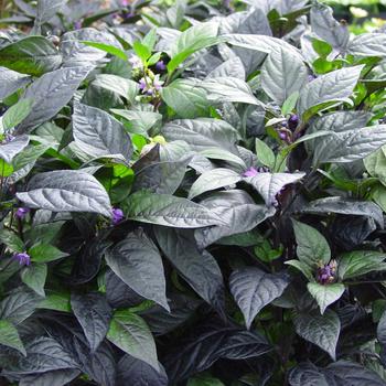 Capsicum annuum - 'Black Pearl' Pepper Capsicum annuum - 'Black Pearl' Pepper