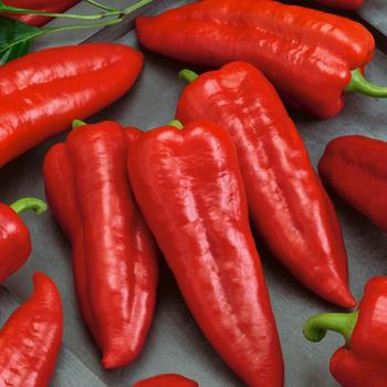 Capsicum annuum - 'Giant Ristra' Pepper Capsicum annuum - 'Giant Ristra' Pepper