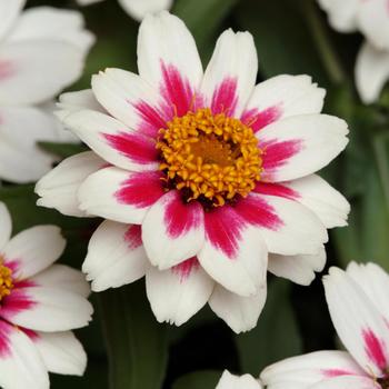 Zinnia marylandica - Zahara&reg; 'Starlight Rose'
