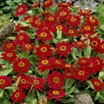 Zinnia - Profusion Cherry