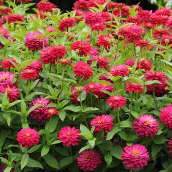 Zinnia marylandica - Double Zahara™ Cherry