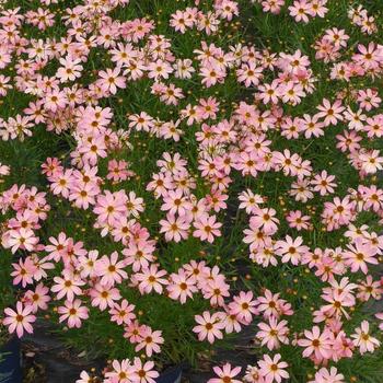 Coreopsis (Threadleaf Tickseed) - Permathread&trade; 'Shades of Rose'