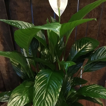 Spathiphyllum - 'Multiple Varieties' Peace Lily