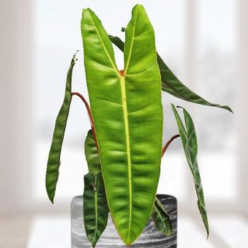 Philodendron billietiae - Philodendron Philodendron billietiae - Philodendron