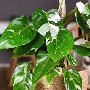 Philodendron - 'White Princess'
