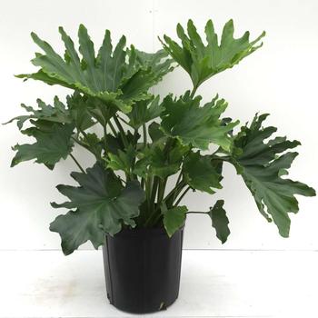 Philodendron selloum - 'Hope'