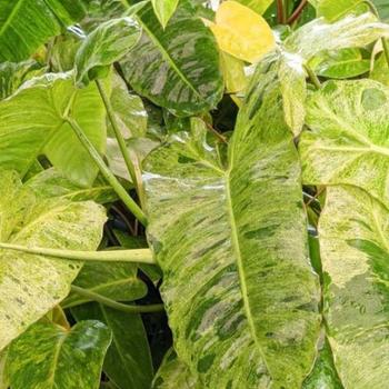 Philodendron - 'Paraiso Verde' Philodendron - 'Paraiso Verde'