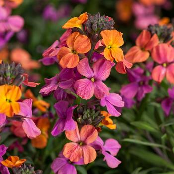 Erysimum linifolium - Erysistible&trade; Bronze Rose Wallflower