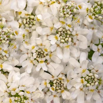 Iberis sempervirens - Whistler&trade; White Candytuft