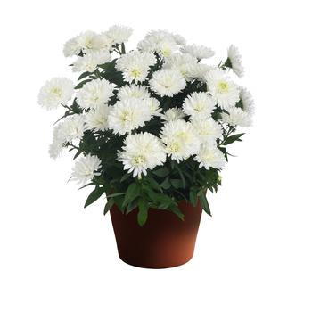 Aster novi-belgii - Showmakers® Arctic White