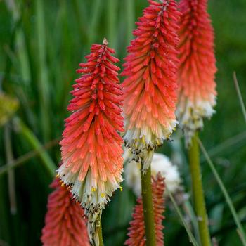 Kniphofia - 'High Roller' Red Hot Poker