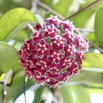 Hoya - 'Multiple Varieties' Wax Plant Hoya - 'Multiple Varieties' Wax Plant