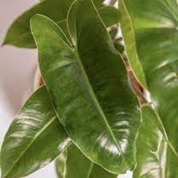 Philodendron - 'Burle Marx'