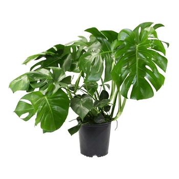 Monstera deliciosa - Swiss Cheese Plant Monstera deliciosa - Swiss Cheese Plant
