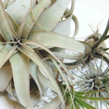 Tillandsia - Air Plant