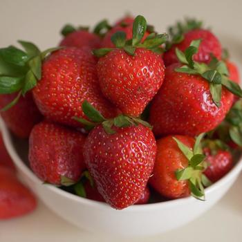 Fragaria ananassa - 'Sequoia' Strawberry
