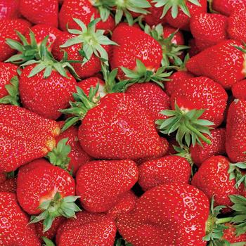 Fragaria x ananassa - 'Eclair' Strawberry