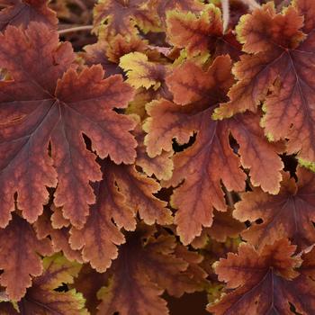 Heucherella - 'Copper King' Foamy Bells