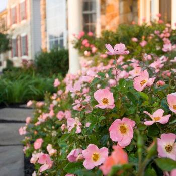 Rosa (Shrub Rose) - Knock Out® Rainbow