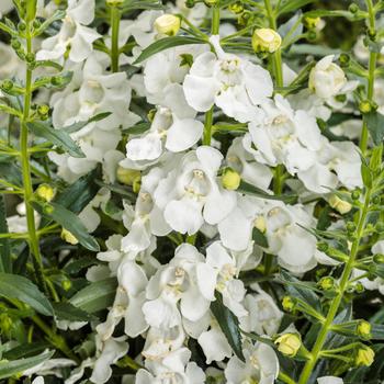 Angelonia (Summer Snapdragon) - Angelface® 'Super white' Angelonia (Summer Snapdragon) - Angelface® 'Super white'